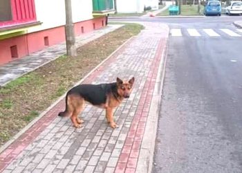 Szukają Kai. Potrzebna pomoc