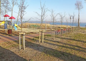 Drogie powidzkie drzewa