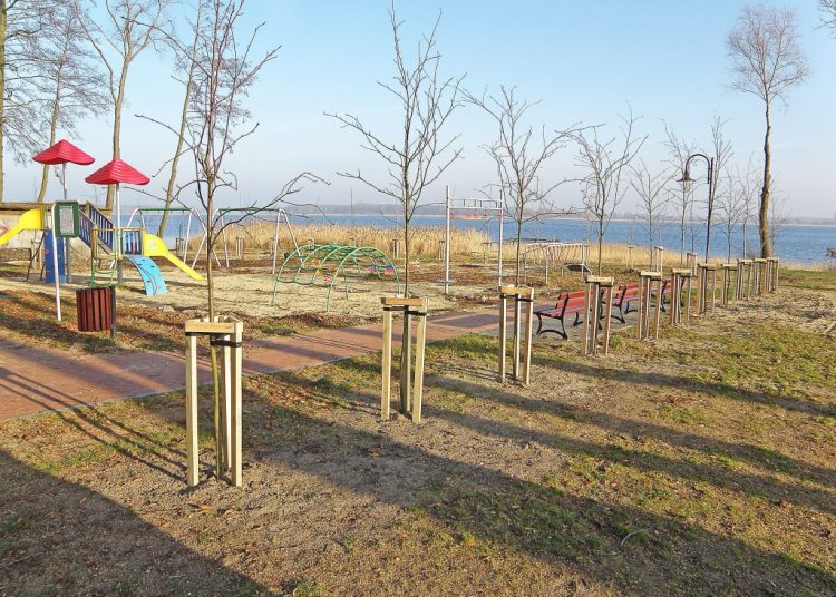 Drogie powidzkie drzewa