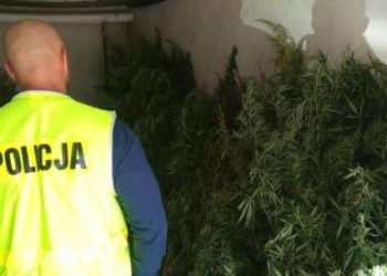 Marihuana rosła na cmentarzu