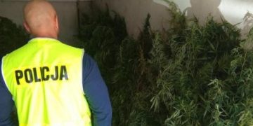 Marihuana rosła na cmentarzu