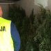 Marihuana rosła na cmentarzu
