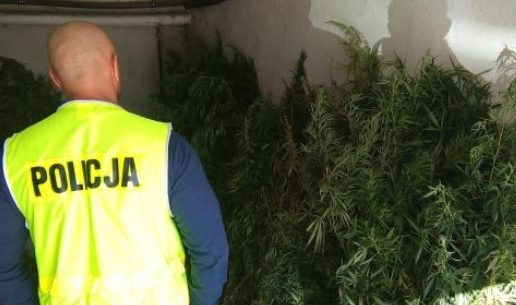 Marihuana rosła na cmentarzu