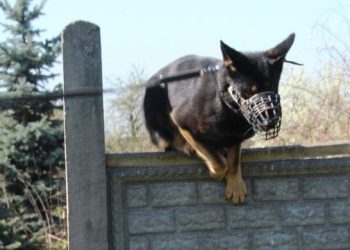 Pies wytropił włamywacza