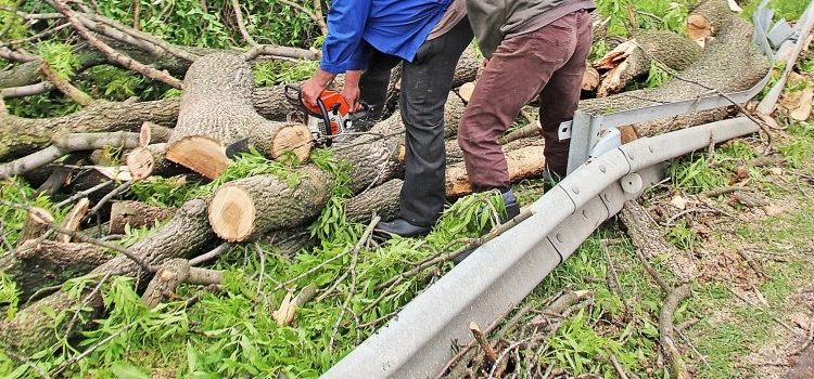 Na razie pytają. Nie wycinają