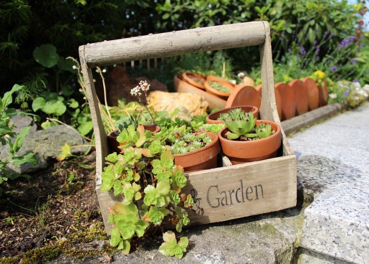 Doniczki szkółkarskie – pomoc dla hodowców roślin