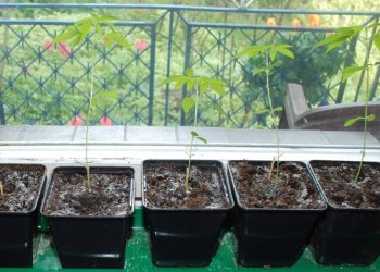 Hodował konopie na parapecie