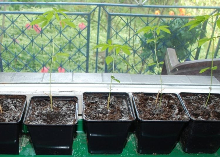 Hodował konopie na parapecie