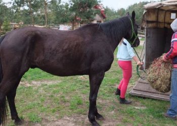 Właściciele koni oskarżają mieszkańca Orchowa