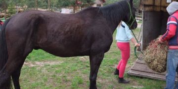 Właściciele koni oskarżają mieszkańca Orchowa