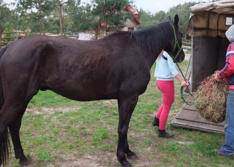 Właściciele koni oskarżają mieszkańca Orchowa