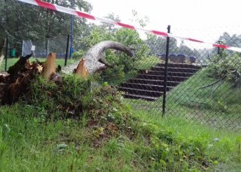 Powalone drzewo na stadionie