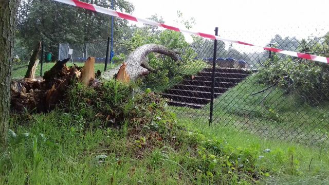 Powalone drzewo na stadionie