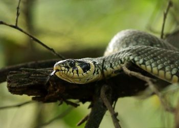 Wąż na drzewie w Strzałkowie. Wezwano straż