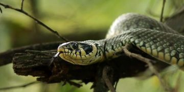 Wąż na drzewie w Strzałkowie. Wezwano straż