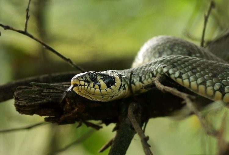 Wąż na drzewie w Strzałkowie. Wezwano straż