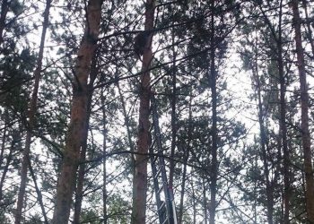 Strażacy ściągali kota z drzewa