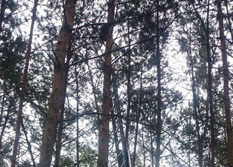 Strażacy ściągali kota z drzewa