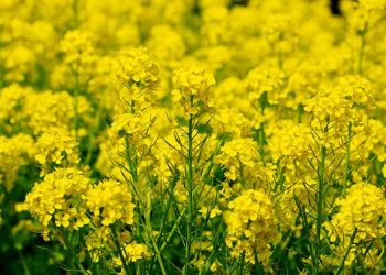 Oskarża o kradzież rzepaku za 350 tysięcy