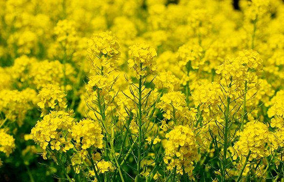 Oskarża o kradzież rzepaku za 350 tysięcy