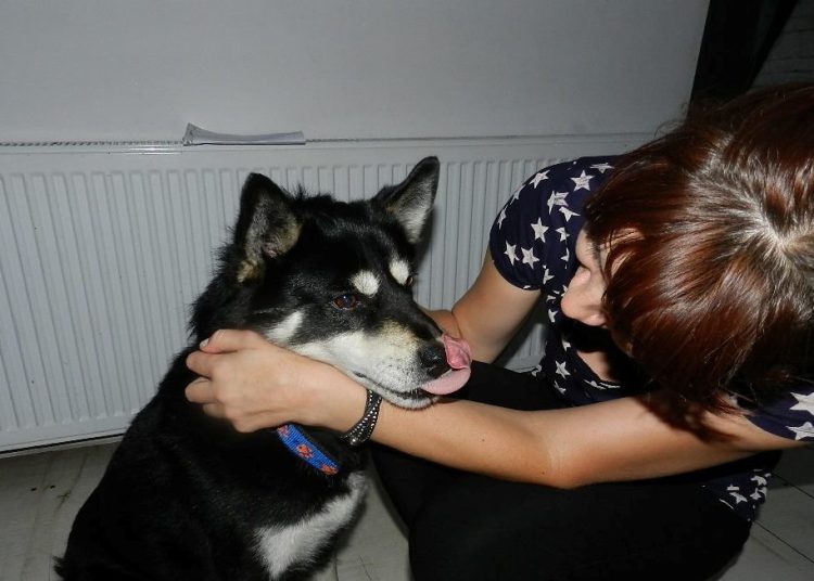 Niedźwiedź – wędrownik z wyboru