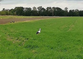 Bocian na zimę zostaje w Słupcy