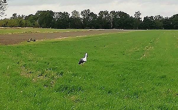 Bocian na zimę zostaje w Słupcy