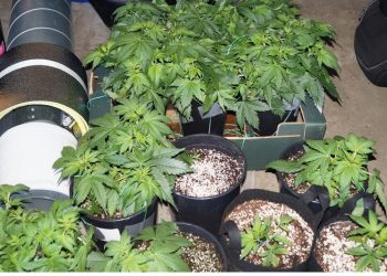 Zlikwidowali kolejną nielegalną plantację