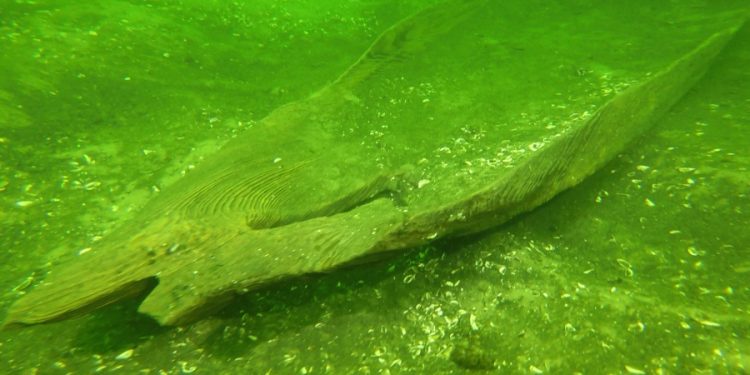 Badali sensacyjne odkrycie