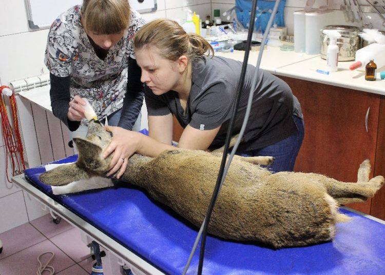 Odmówił przyjazdu do sarny. Zajął się nią inny