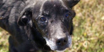 „Jestem Munio. Szukam domu”