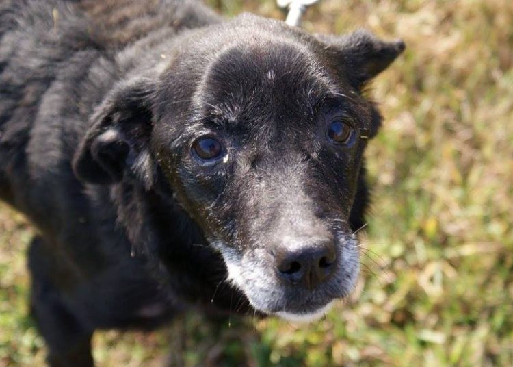 „Jestem Munio. Szukam domu”