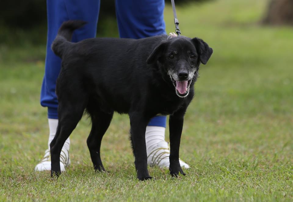 „Jestem Munio. Szukam domu”