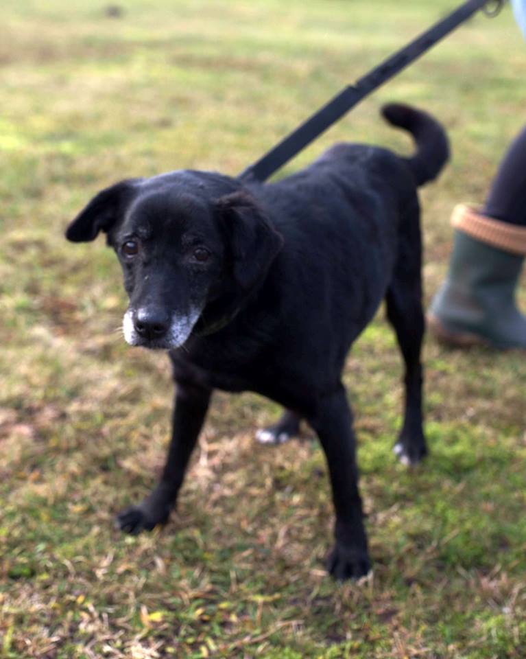 „Jestem Munio. Szukam domu”