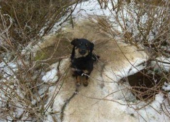 Pies przywiązany łańcuchem do drzewa. Kto to zrobił?!