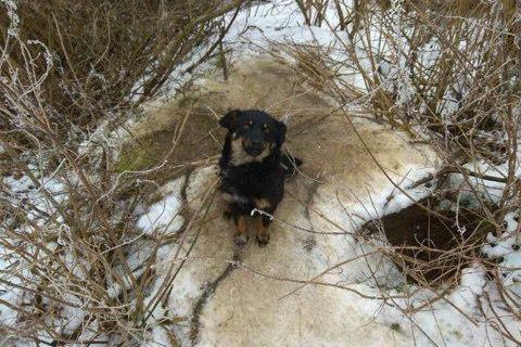 Pies przywiązany łańcuchem do drzewa. Kto to zrobił?!