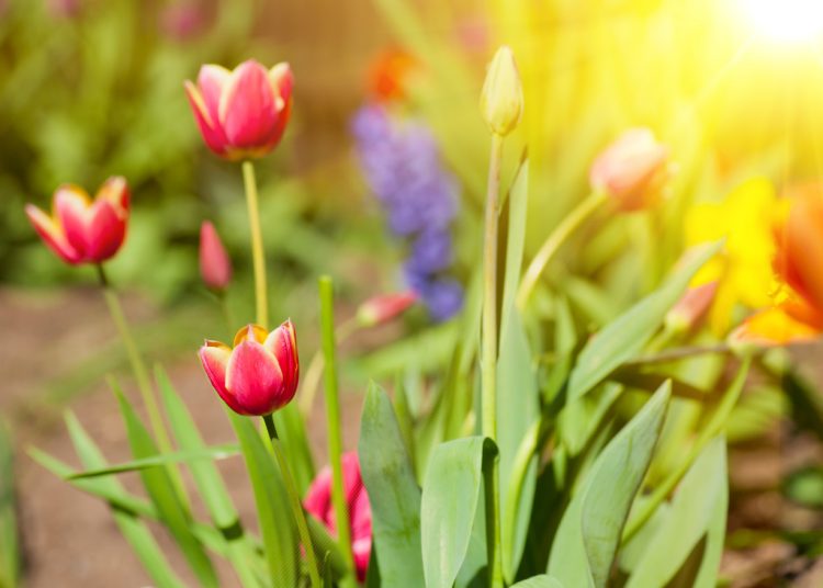 10 najpiękniejszych kwiatów wiosennych w Twoim ogrodzie