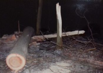 Zakończyło się śledztwo ws. tragedii przy wycince