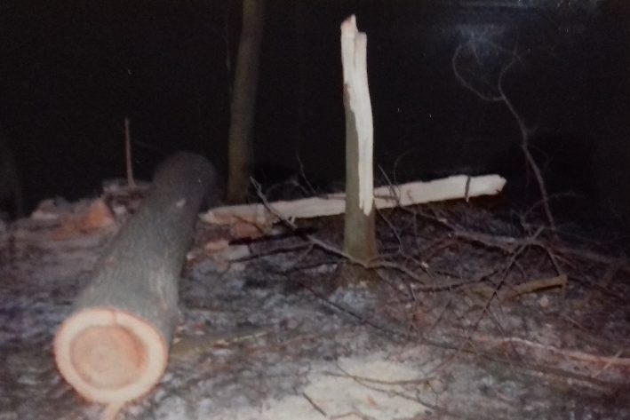 Zakończyło się śledztwo ws. tragedii przy wycince