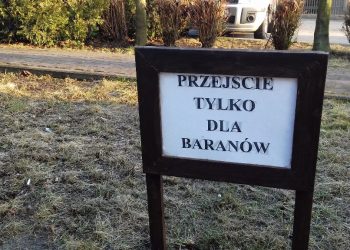 Przejście tylko dla baranów. Tak dbają o zieleń