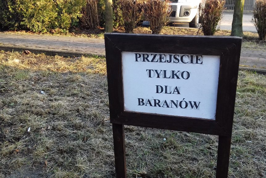 Przejście tylko dla baranów. Tak dbają o zieleń