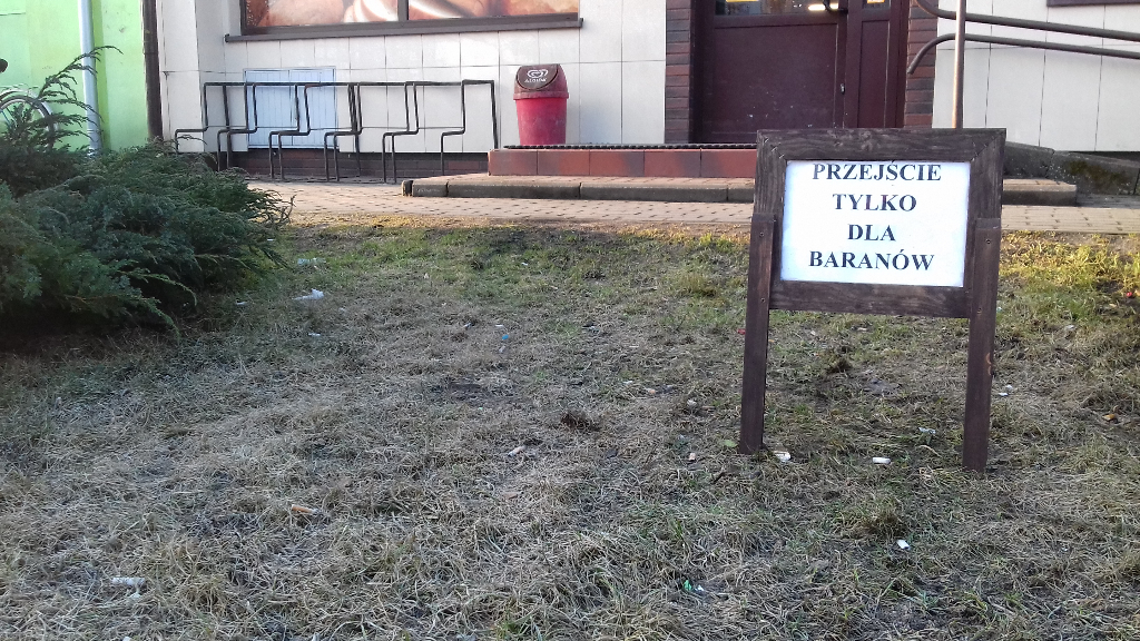 Przejście tylko dla baranów. Tak dbają o zieleń