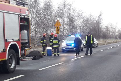 Nietypowy wypadek: Samochód uderzył w konia