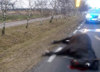 Koń nie przeżył. Jego właściciel dostał mandat