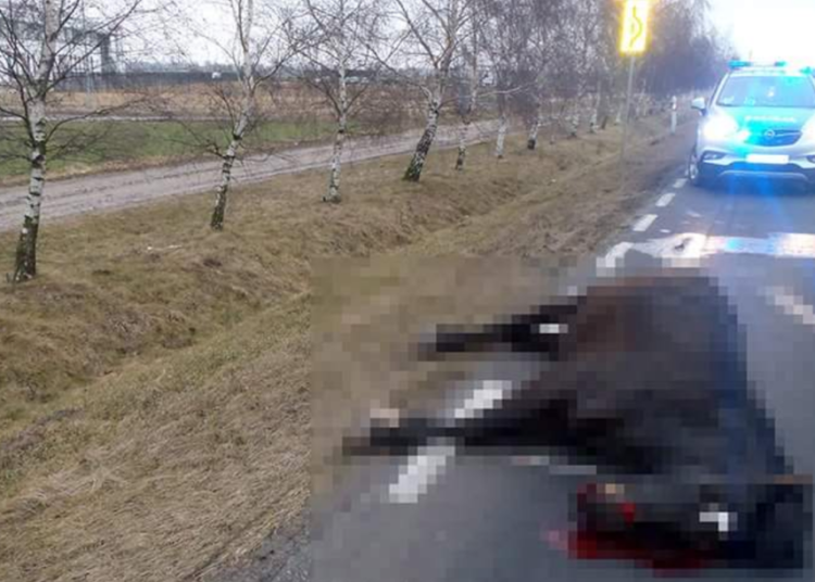 Koń nie przeżył. Jego właściciel dostał mandat