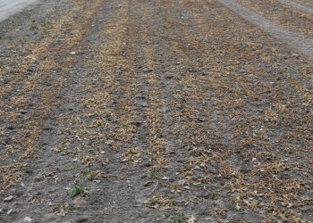 Gmina będzie szacować straty w uprawach