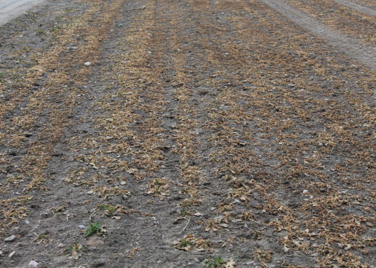 Gmina będzie szacować straty w uprawach