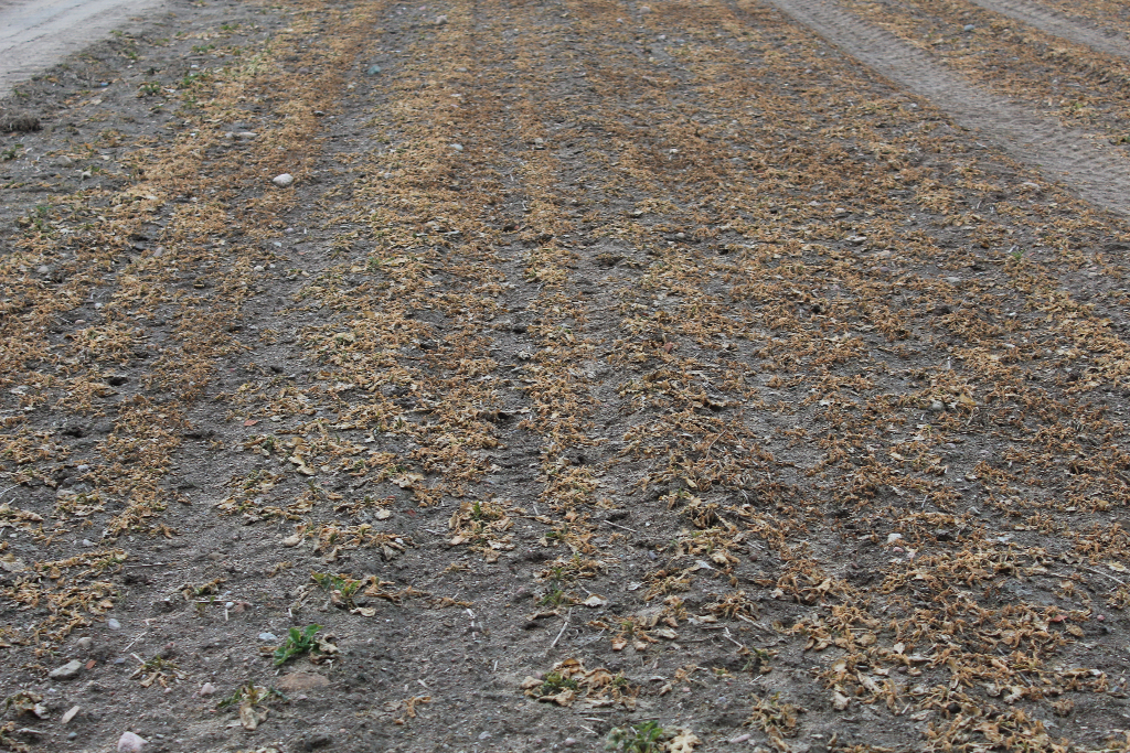 Gmina będzie szacować straty w uprawach