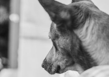 Jest wniosek o odebranie psów