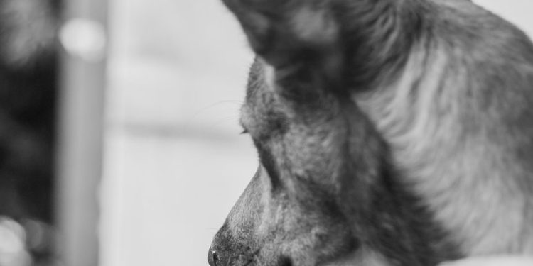 Jest wniosek o odebranie psów